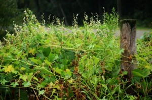 Wild Cucumber